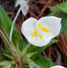 Weldenia candida