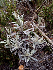 Pseudognaphalium elegans