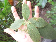 Arachnothryx chimboracensis