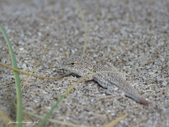 Liolaemus multimaculatus