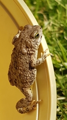 Poyntonophrynus vertebralis