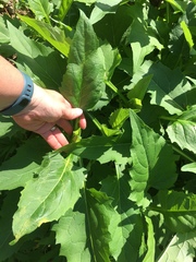 Silphium perfoliatum