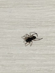 Steatoda ancorata