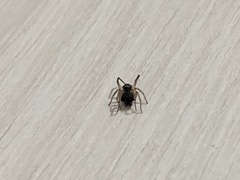 Steatoda ancorata