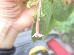 Arachnothryx chimboracensis