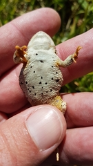 Poyntonophrynus vertebralis