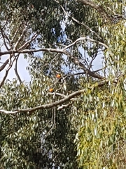 Trichoglossus moluccanus moluccanus