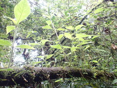 Arachnothryx chimboracensis