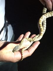 Trimorphodon lyrophanes