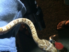 Trimorphodon lyrophanes