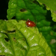 Longitarsus rutilus