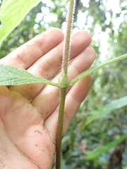 Arachnothryx chimboracensis