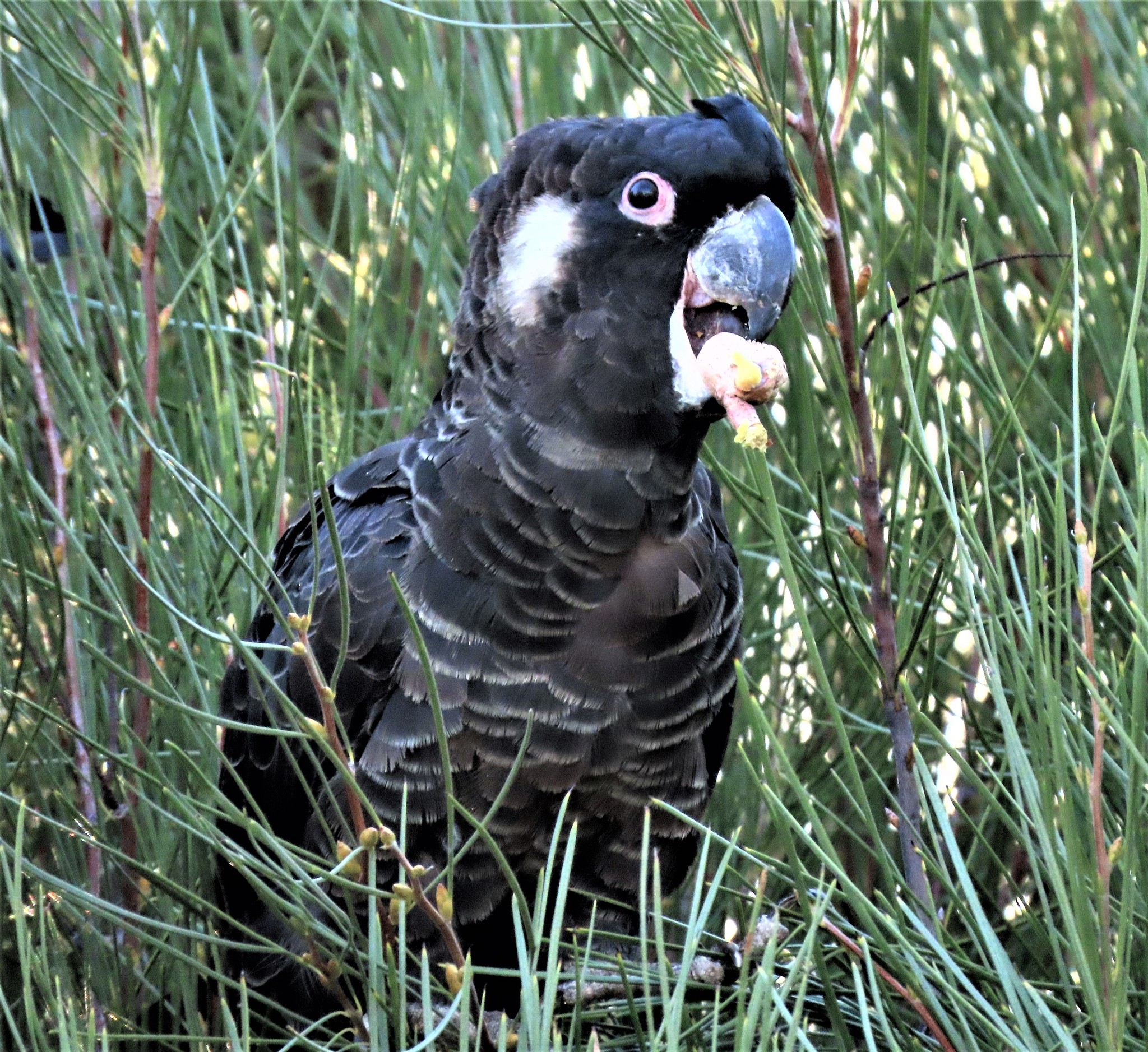 Carnaby's Black-Cockatoo illustration