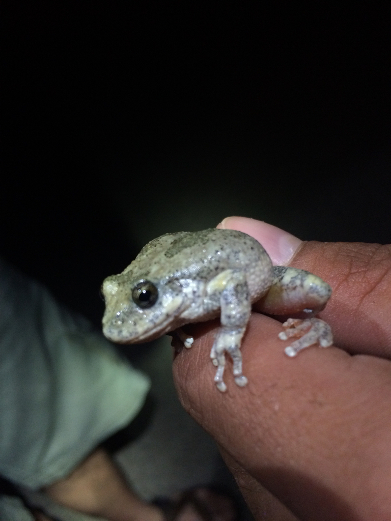 California Tree Frog from 1093711571 Whitewater Canyon Rd, Whitewater
