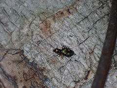 Pericalus
