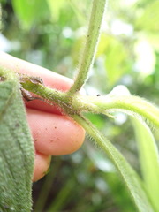 Arachnothryx chimboracensis