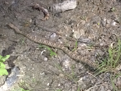 Trimorphodon lyrophanes