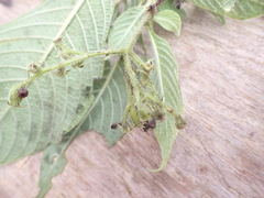 Arachnothryx chimboracensis