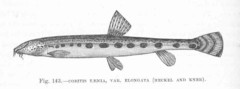 Balkan Loach photo 2