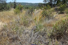 Rumex papillaris