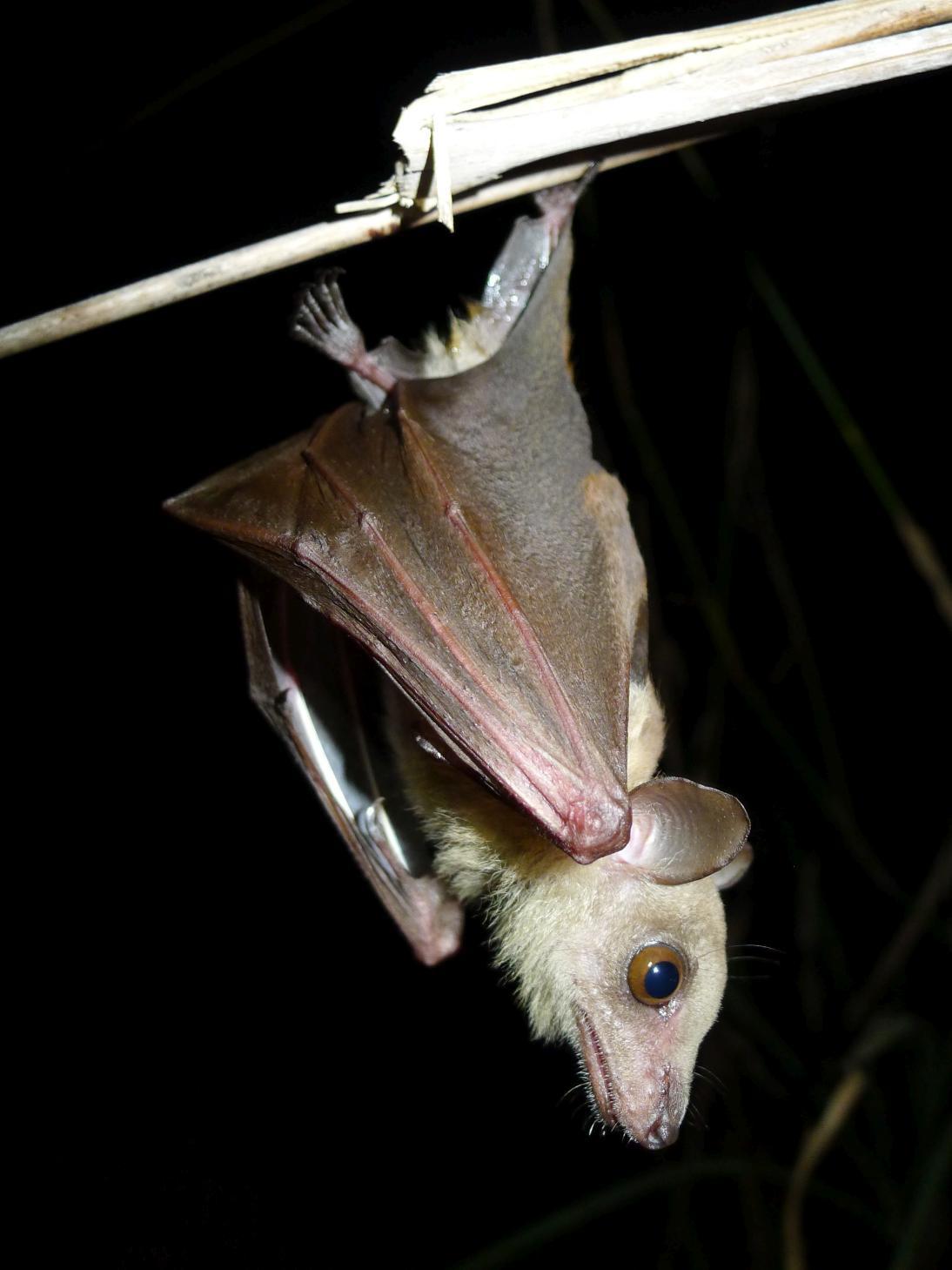 Sierra Leone Collared Fruit Bat photo 3