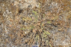 Pimpinella villosa