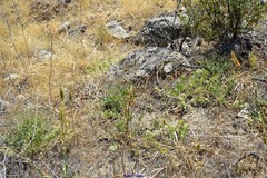 Pimpinella villosa