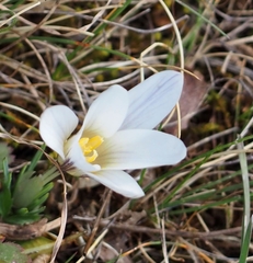 Crocus nevadensis