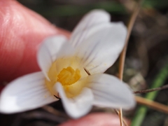 Crocus nevadensis