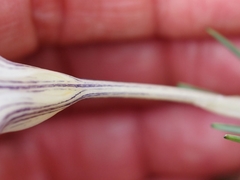 Crocus nevadensis