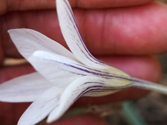 Crocus nevadensis