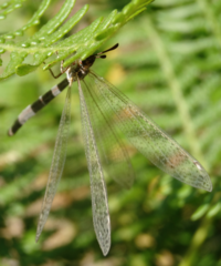 Creoleon lugdunensis