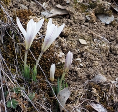 Crocus nevadensis