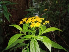 Tetrachyron manicatum