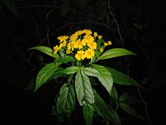 Tetrachyron manicatum