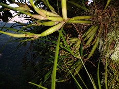 Scaphyglottis fasciculata