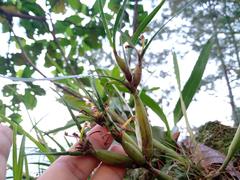 Scaphyglottis fasciculata