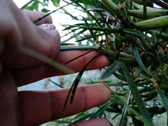Scaphyglottis fasciculata