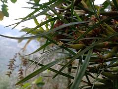 Scaphyglottis fasciculata
