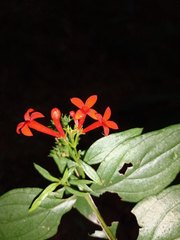 Bouvardia laevis