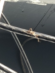 Leptoglossus clypealis