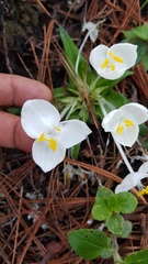 Weldenia candida