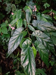 Begonia incarnata