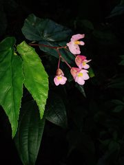 Begonia incarnata