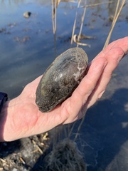 Utterbackia imbecillis