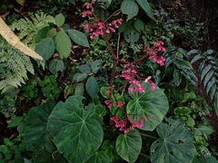 Begonia manicata