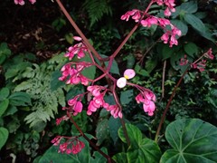 Begonia manicata
