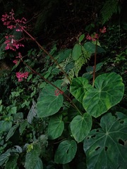 Begonia manicata