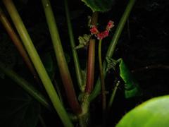 Begonia manicata