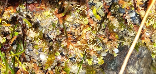 Hypericum rubicundulum (Hypericum rubicundulum)
